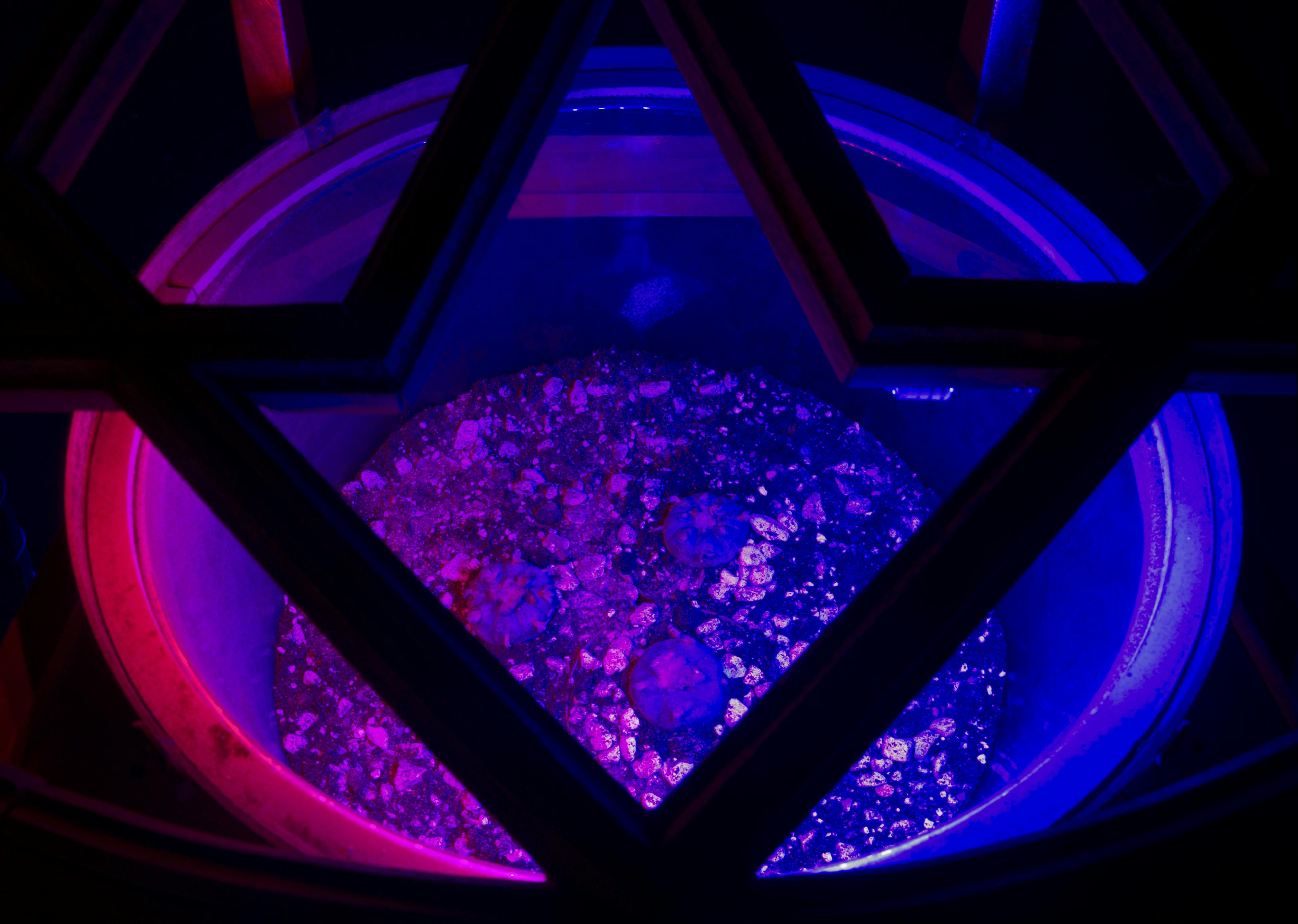 Cacti are planted in a basin filled with dirt lit with blue and pink lights. The image is an overhead view of the cacti through a wooden door arch, which appears silhouetted in front of the lights.