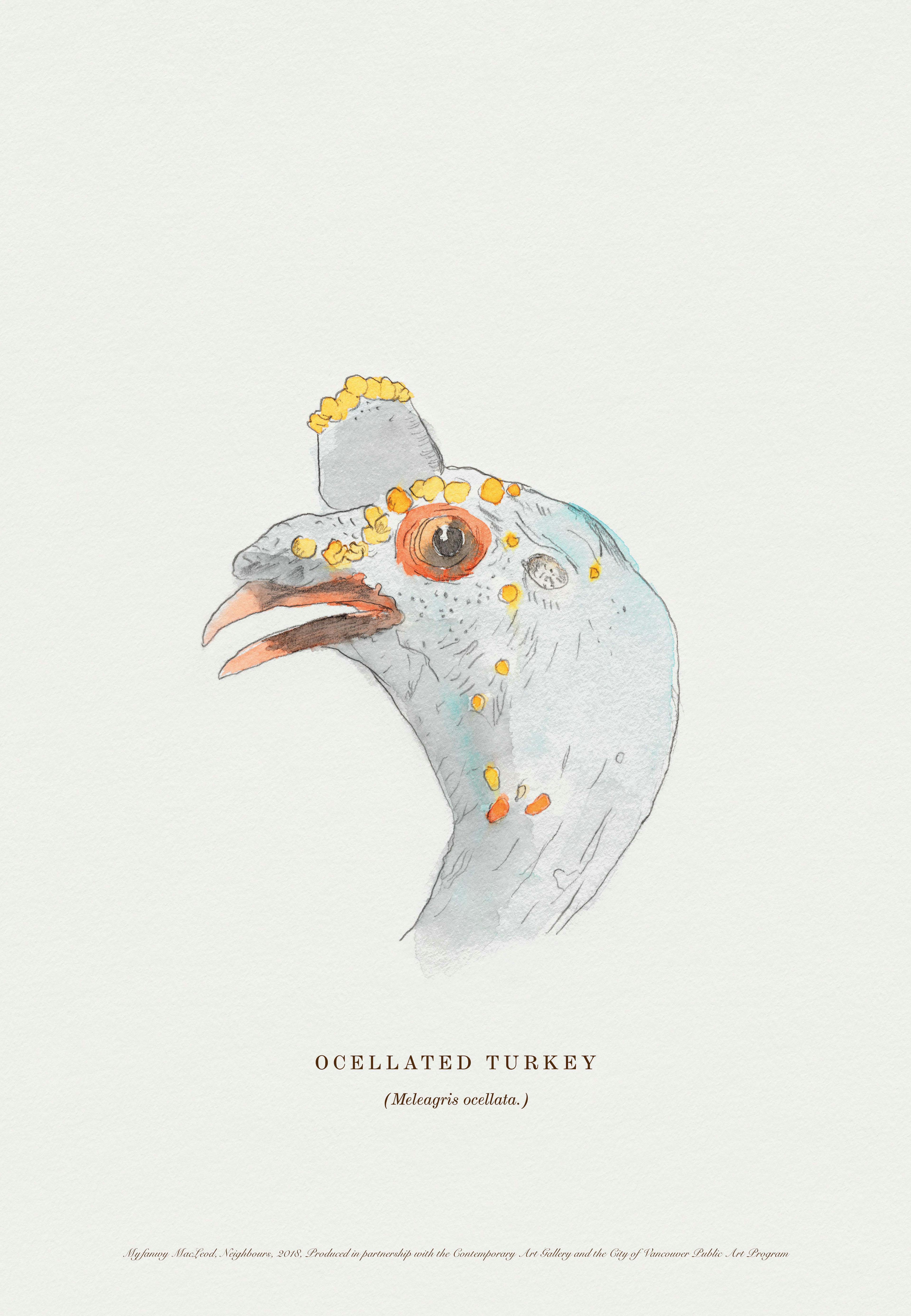 A watercolour print of the head of an ocellated turkey on a plain oof-white coloured paper. Below the image is text reading “OCELLATED TURKEY (Meleagris ocellata).”